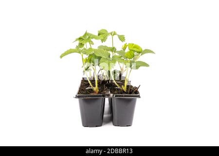 Junge Erdbeerpflanzen in Töpfen auf weißem Hintergrund im Studio Stockfoto