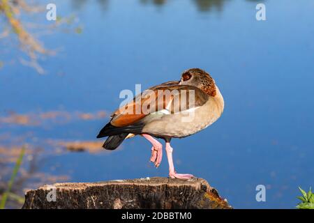 ägyptische Gans schlafen neben einem See Stockfoto