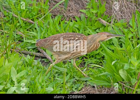 Ein amerikanischer Bittern, der durch die Gräser im Port Aransas Birding Center in Texas geht Stockfoto