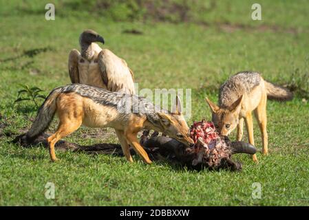 Zwei Schakale mit schwarzem Rücken füttern den wildesten Leichnam Stockfoto