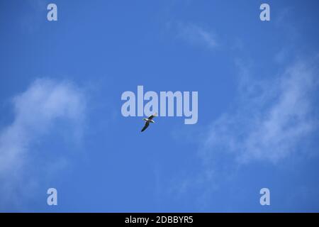 Fliegende Möwen am blauen Himmel in der Provinz Alicante, Costa Blanca, Spanien Stockfoto