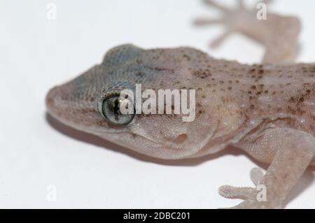 Böttger-Mauergecko Tarentola boettgeri. Cruz de Pajonales. Tejeda. Gran Canaria. Kanarische Inseln. Spanien. Stockfoto