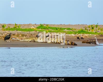 Tortuguero Nationalpark, Limon, Costa Rica Stockfoto