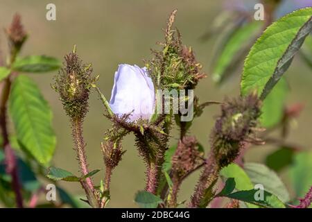 Rosa centifolia Muscosa Alba bekannt als White, Shailers White oder Clifton Moss, Clifton Rose und White Bath Stockfoto