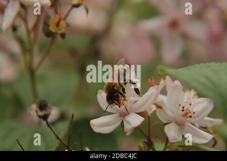 Die Biene sammelt den nektar aus einer Blüte Stockfoto