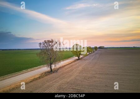 Ländliche Feldweg mit Ahornbäumen in Frühlingsfeldern. Wunderschöne Landschaft Sonnenuntergang Szene. April Abend in Weißrussland Luftaufnahme Stockfoto