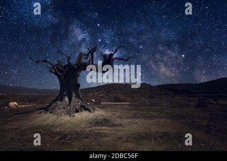 Sternenlichter und Milchstraße mit einsamem Baum in dunkler Nacht in der Wüste Tabernas bei Almeria-Spanien Stockfoto