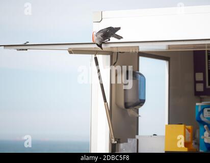 Dohlenvogel auf der Suche nach Futterresten am Strand von Scheveningen, Holland Stockfoto