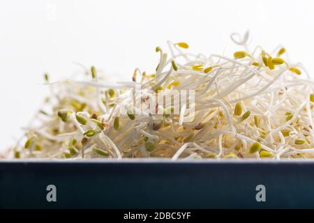 Kleeblatt Sprossen in blauer Schale vor weißem Hintergrund Stockfoto