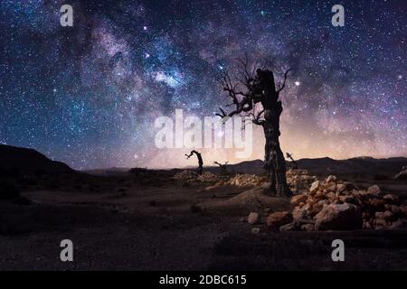 Sternenlichter und Milchstraße mit einsamem Baum in dunkler Nacht in der Wüste Tabernas bei Almeria-Spanien Stockfoto