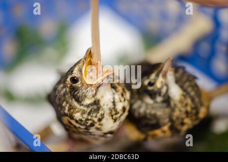 Zwei junge amerikanische Rotkehlvögel werden bei der Reha gefüttert Zentrieren Stockfoto