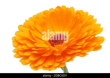 Calendula oder Pot-Ringelblume isoliert auf weißem Hintergrund, Nahaufnahme Stockfoto