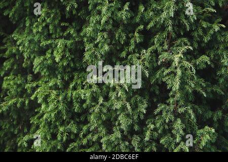 Nahaufnahme der Juniper-Buchse. Nadelbusch Textur. Immergrüner Wacholder Hintergrund Stockfoto