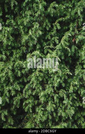 Nahaufnahme der Juniper-Buchse. Nadelbusch Textur. Immergrüner Wacholder Hintergrund Stockfoto