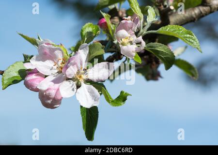 Blüte eines Appletrees Stockfoto