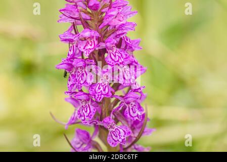 Dactylorhiza maculata gefleckte Orchidee, extreme Nahaufnahme auf Blütenstand Stockfoto