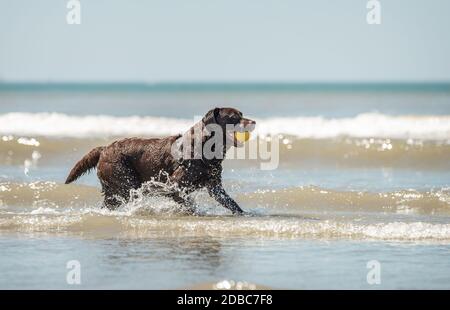 Chocolate labrador Hund ruft einen gelben Ball im Meer Wasser Stockfoto