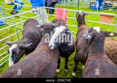 England Cartmel 3. August 2016 Black Welsh Mountain Sheep in Ein Show Pen bei Cartmel Show Stockfoto
