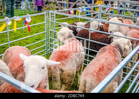 England Cartmel 3. August 2016 Herdwick Schafe in Zeitscheibe Auf der Messe Stockfoto