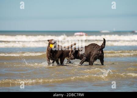 Zwei Schokoladen labrador Retriever Welpen spielen in der Meeresbrandung Stockfoto