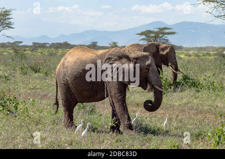 Zwei Elefanten in Samburu Park besetzt in der Badewanne von scheiterhaufen im Zentrum von Kenia Stockfoto