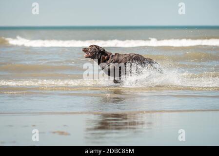 Chocolate labrador Running, Scheveningen Beach, Südholland, NL Stockfoto