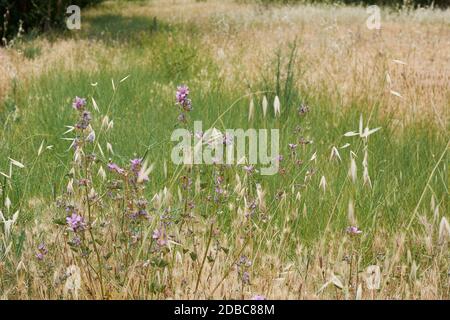 Haferpflanzen im grünen Feld, Getreide Nahaufnahme, Makro Stockfoto