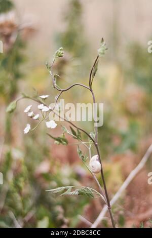 Haferpflanzen im grünen Feld, Getreide Nahaufnahme, Makro Stockfoto