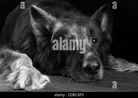 Deutscher langhaariger Schäferhund liegt auf einem Holzhintergrund im Studio, schwarz-weiß Foto Stockfoto