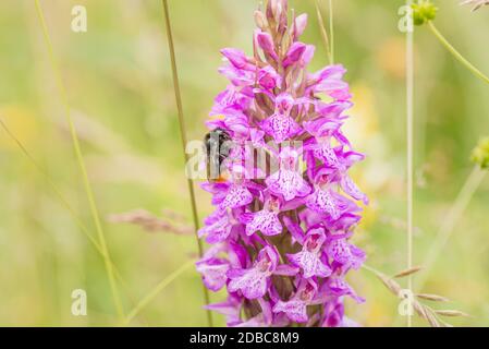 Bienenfütterung auf wild gefleckten Orchideenblüten, Niederlande Stockfoto