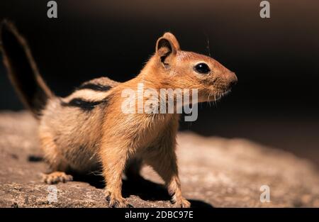 Goldbemanntes Erdhörnchen im Lassen Volcanic National Park, CA Stockfoto