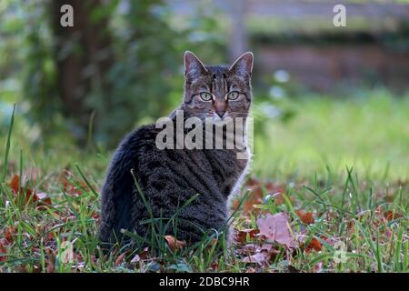 Gewöhnliche Hauskatze mit schwarzen und grauen Streifen sitzen in Das Gras, das den Fotografen beobachtet Stockfoto