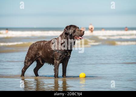 Portrait des nassen labrador Retriever Hundes am Strand, mit Kopierraum Stockfoto