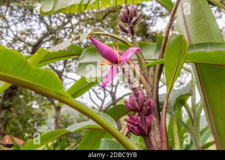 Lila oder rote Bananenpflanze Heliconia Blume aus der tropischen Natur in Perdana Botanical Garden, Malaysia. Stockfoto