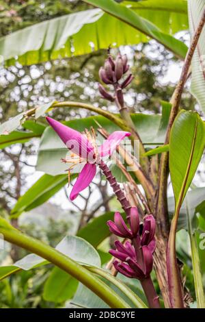 Lila oder rote Bananenpflanze Heliconia Blume aus der tropischen Natur in Perdana Botanical Garden, Malaysia. Stockfoto