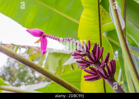 Lila oder rote Bananenpflanze Heliconia Blume aus der tropischen Natur in Perdana Botanical Garden, Malaysia. Stockfoto
