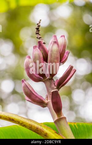 Lila oder rote Bananenpflanze Heliconia Blume aus der tropischen Natur in Perdana Botanical Garden, Malaysia. Stockfoto