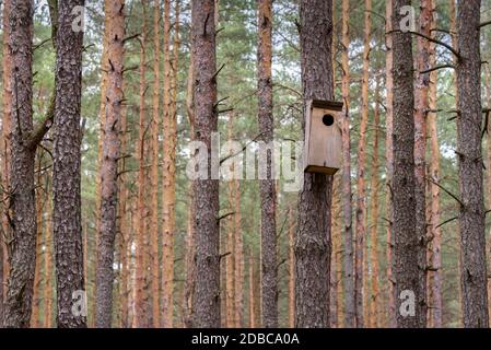 Vogelhaus für die wilden Vögel an den Baum in einem Wald gehängt Stockfoto