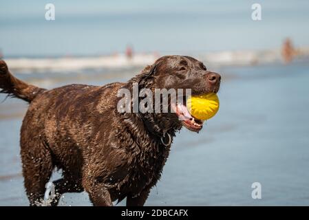 Labrador Retriever Hund holt eine gelbe Plastikkugel am Strand Stockfoto