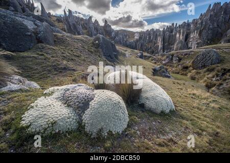 Austrocylindropuntia lagopus wächst in einer dramatischen Landschaft mit Granitfelsen in den hohen Anden Perus. Stockfoto