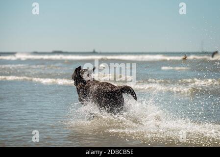 Happy Chocolate labrador Retriever läuft und spritzt im Meer Stockfoto