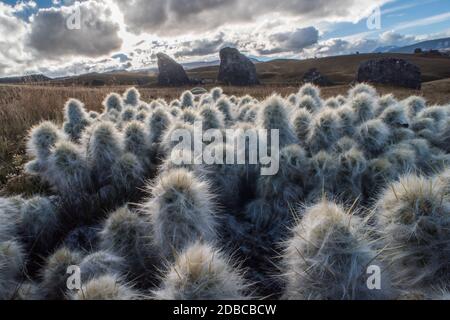 Austrocylindropunttia floccosa wächst in hoher Höhe im Andenpuna-Habitat im Süden Perus in den peruanischen Anden. Stockfoto