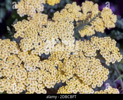 Achillea filipendulina, bekannt als fernleaf Schafgarbe, Milfoil oder Nasenblut - asiatische Arten der blühenden Pflanze in der Familie der Sonnenblumen Stockfoto