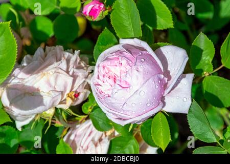 Rose gallica Duchesse de Montebello bekannt als rosa prolifera de Redoute im britischen Park - London, Großbritannien Stockfoto