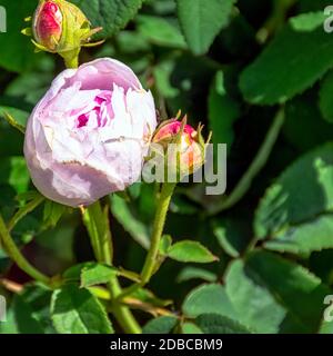 Rose gallica Duchesse de Montebello bekannt als rosa prolifera de Redoute im britischen Park - London, Großbritannien Stockfoto