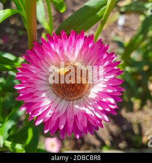 Der Goldstrohblume oder der Goldstrohblume wird auch als der Goldstrohblume bezeichnet Stockfoto