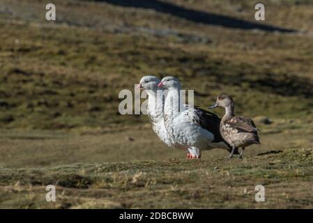 Ein Paar anden-Gänse (Neochen melanoptera) und eine Anden-Haubenente (Lophonetta specularioides alticola) in hochgelegenen Puna in den Anden. Stockfoto