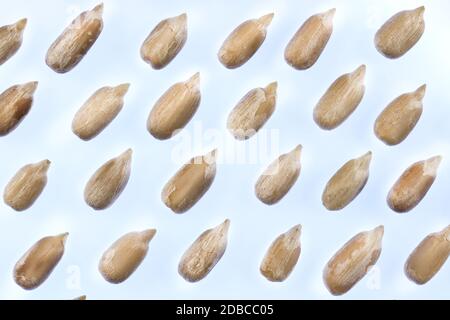 Sonnenblumenkerne geschälte Samen Muster. Isolierte Hintergrund. Detaillierte Textur. Makro Nahaufnahme. Stockfoto