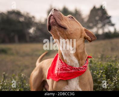 Neu adoptierte Pitbull Terrier Welpen Blick glücklich auf seinen Menschen Freund Stockfoto