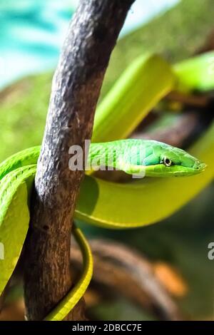 Eine Schlange der grünen Rebe in einer Streikpose, gefährlich. Stockfoto